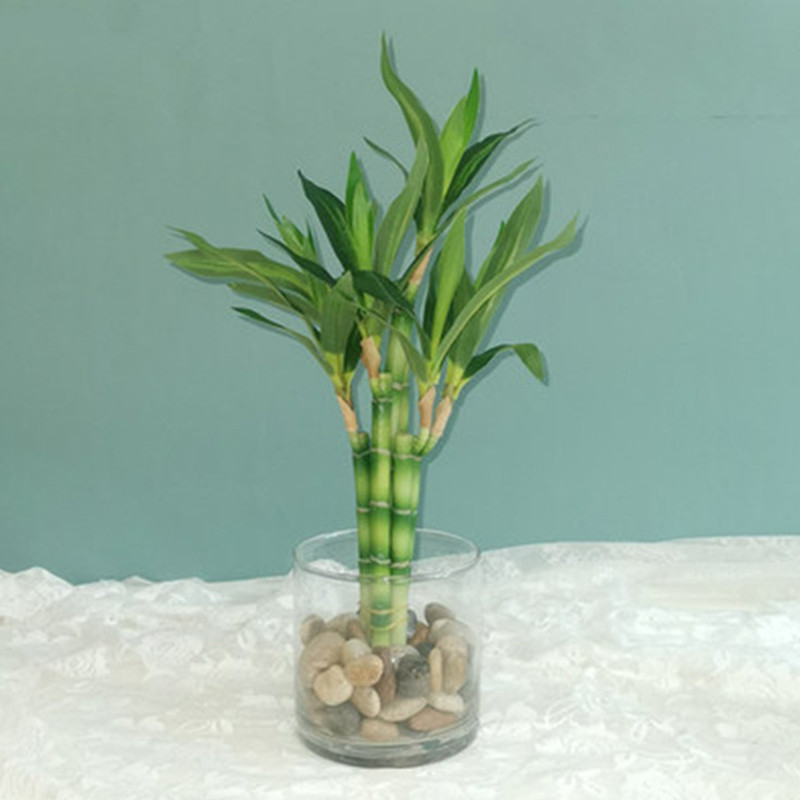Aquarium Fish Buy - 新しい40cm人工ラッキーバンブー多肉植物フェイクプラントフラワー、緑の鉢植え、庭、屋外ダイニングテーブル、水槽、家の装飾に。