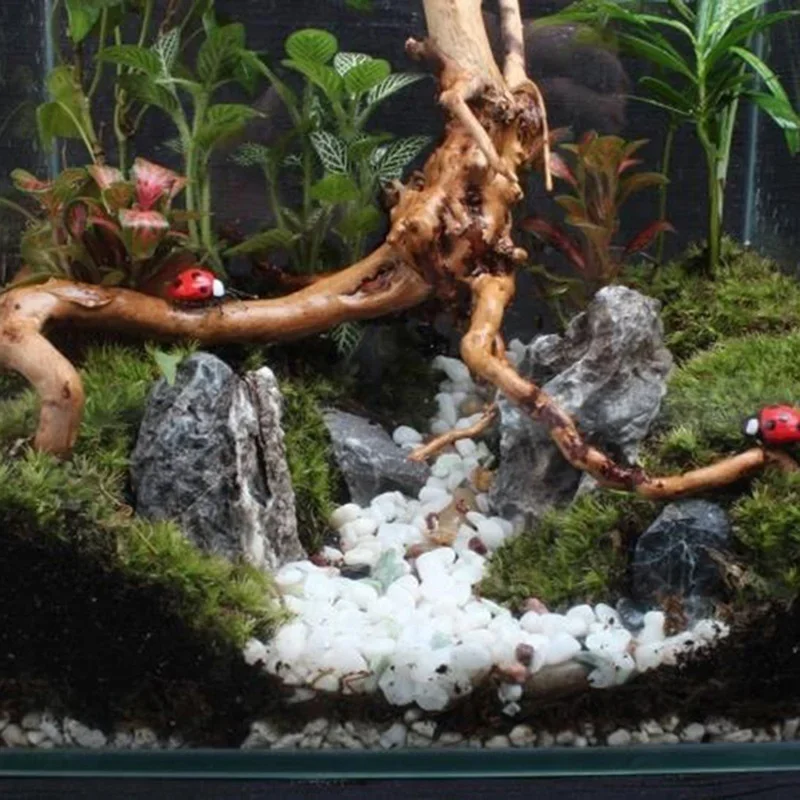 水族館、魚のタンク、爬虫類の根の植物、木の装飾、装飾アクセサ - Aquarium Fish Tank Price のレビューと価格