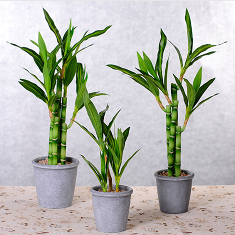 新しい40cm人工ラッキーバンブー多肉植物フェイクプラントフ - Aquarium Fish Buy のレビューと価格