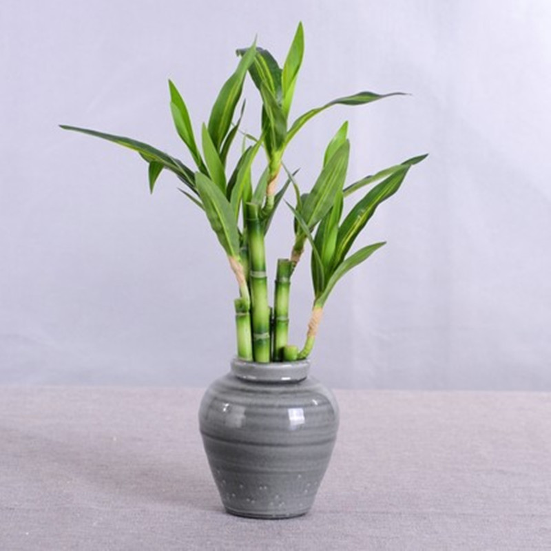 新しい40cm人工ラッキーバンブー多肉植物フェイクプラントフ - Aquarium Fish Buy のレビューと価格
